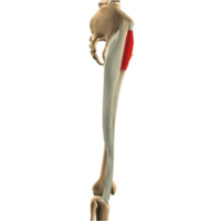 大腿筋膜張筋　イラスト.gif